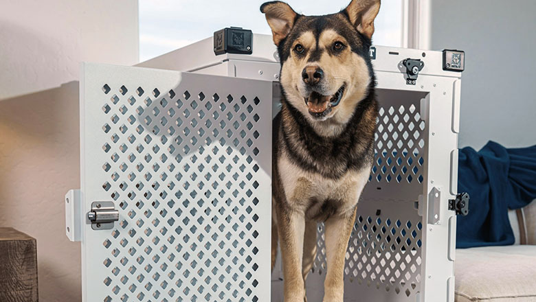 Evcil Hayvan Taşımacılığı